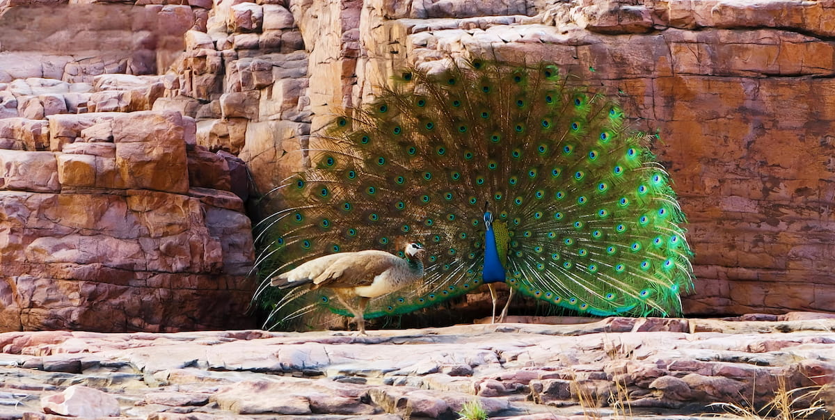Desert National Park in Jaisalmer with sand dunes, wildlife, and the rare Great Indian Bustard in its Natural habitat