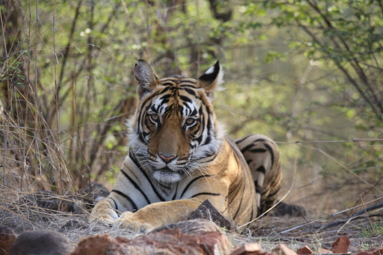 Royal Bengal tiger walking near Padam Talao in Ranthambore National Park