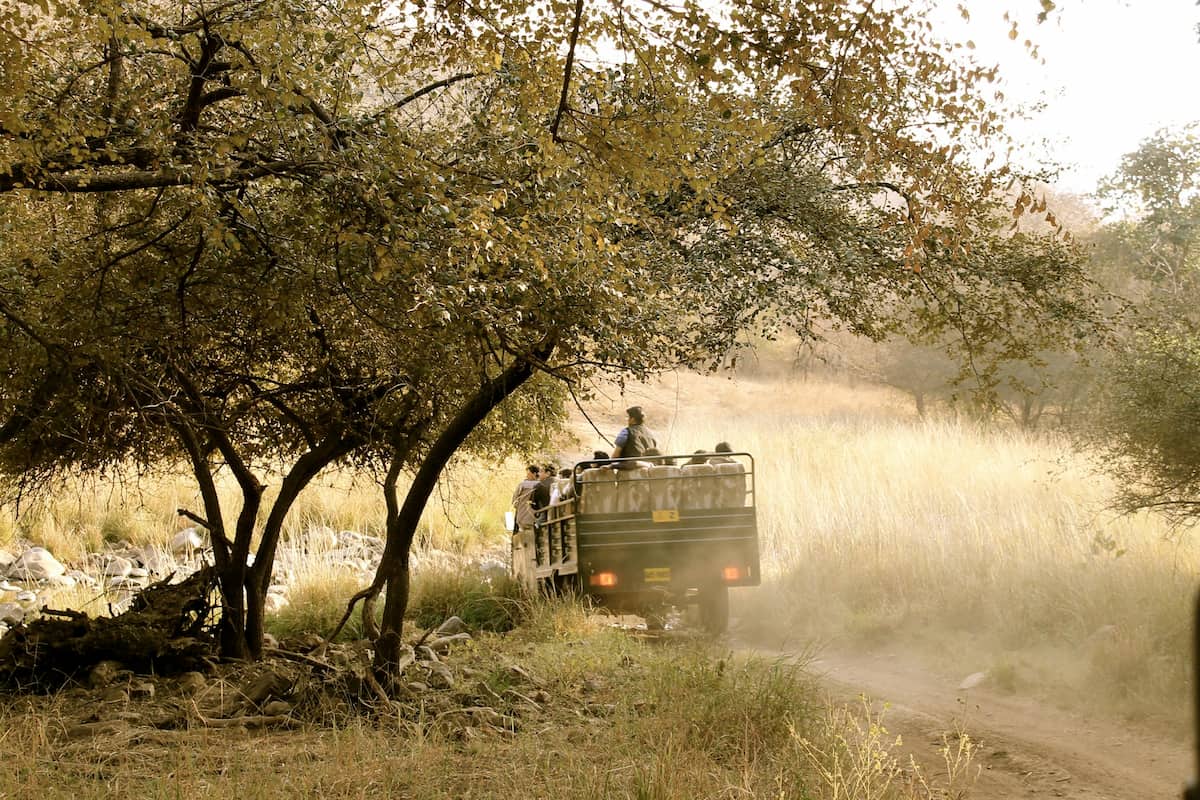 Wildlife diversity in Ranthambore including birds, leopards, and sloth bears beyond just tigers