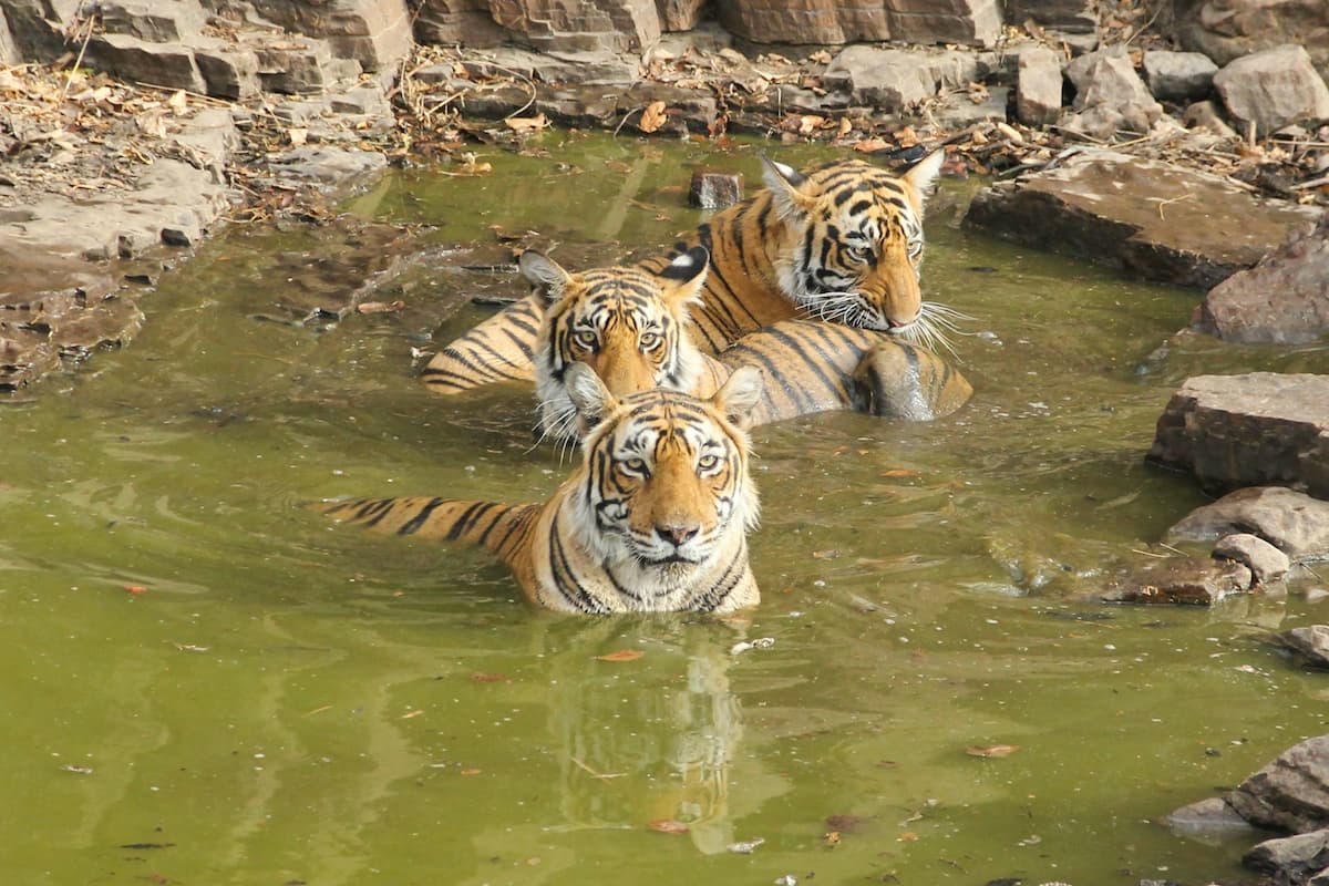Tiger moving through hilly forest terrain in Zone 4, Ranthambore National Park