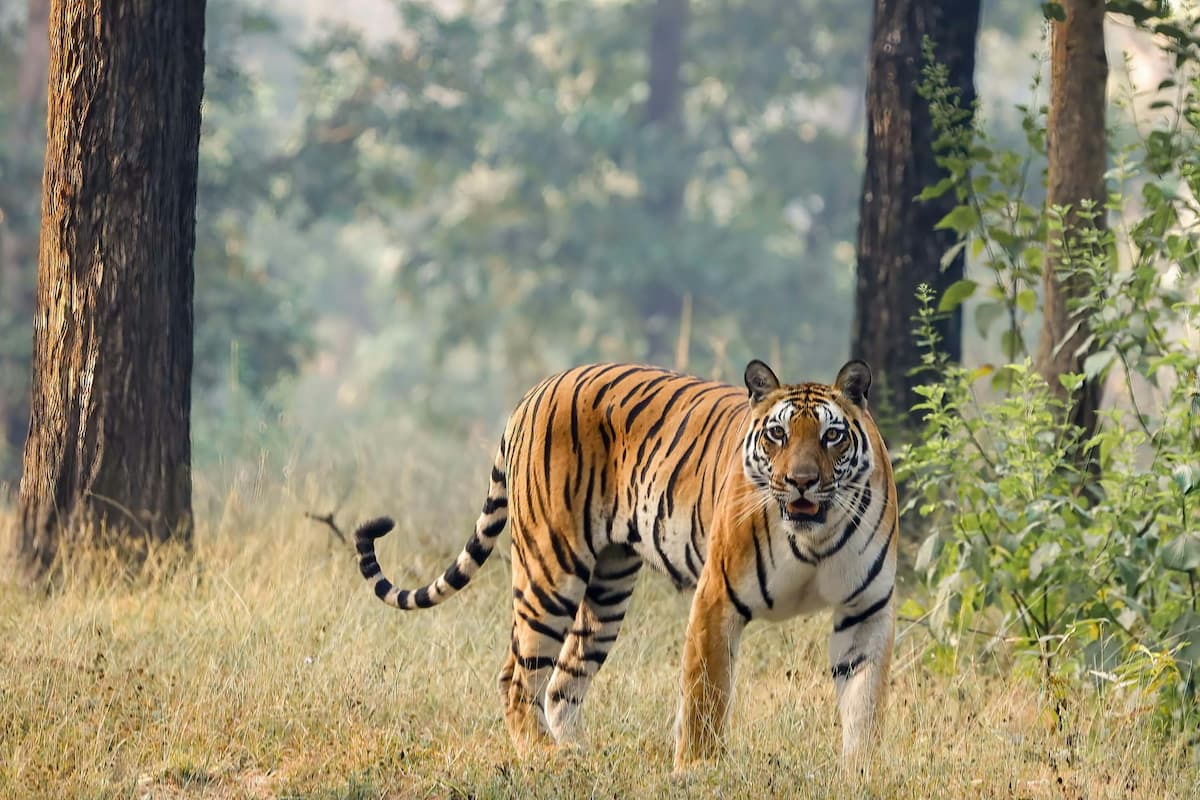 Updated safari zone map of Ranthambore National Park showing core and buffer areas for 2025