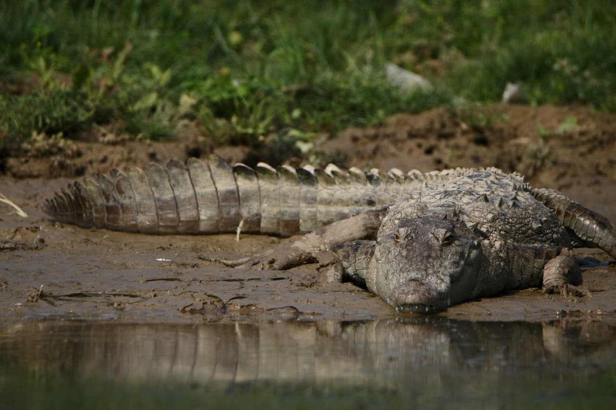 Balanced wildlife habitat in Zone 5 of Ranthambore, suitable for family safaris and birdwatching